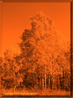 Fall in Colorado